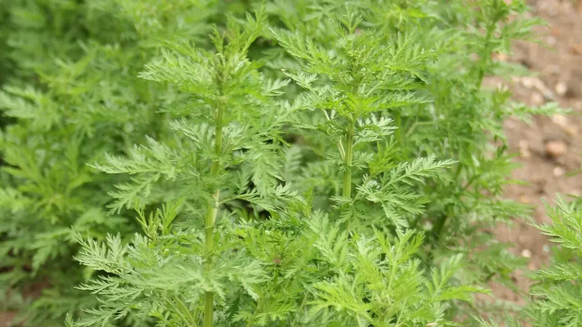 Palina ročná (Artemisia annua): Prírodný liek na imunitu